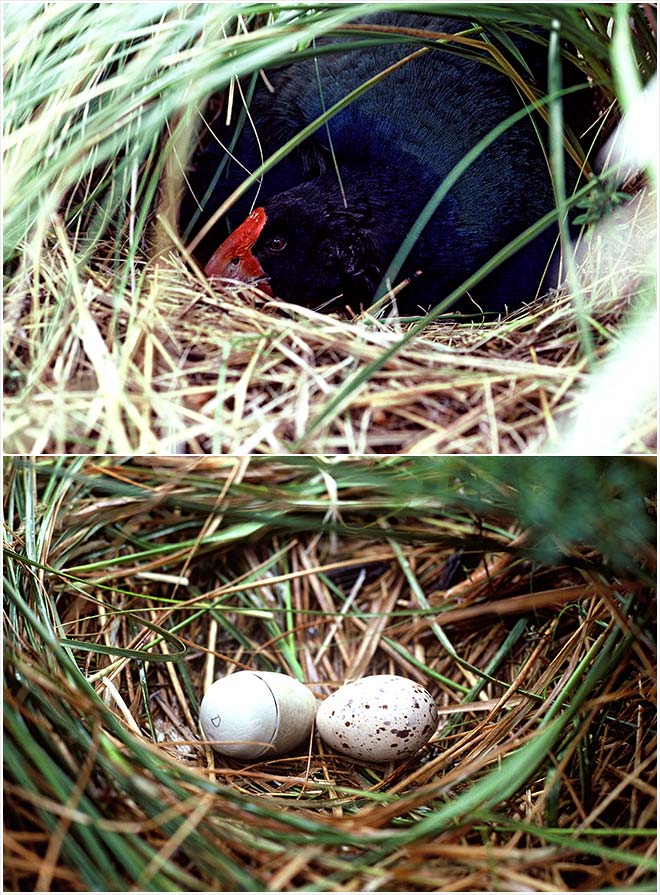 Takahē nest and eggs