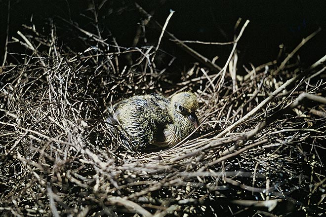 Kererū chick