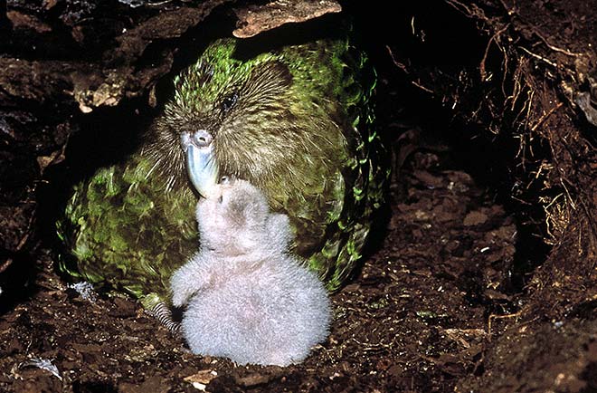 Female kākāpō with chick