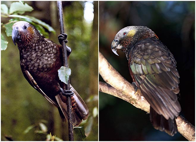 North Island and South Island kākā