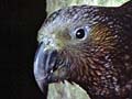 Kākā leaving a nest hole