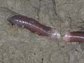 Native worm