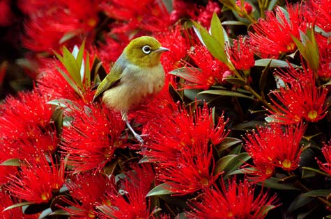 Silvereye – Native plants and animals – overview – Te Ara Encyclopedia of New  Zealand