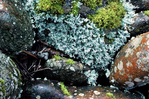 growing lichens on rocks