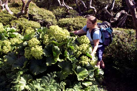 Megaherb, Enderby Island,