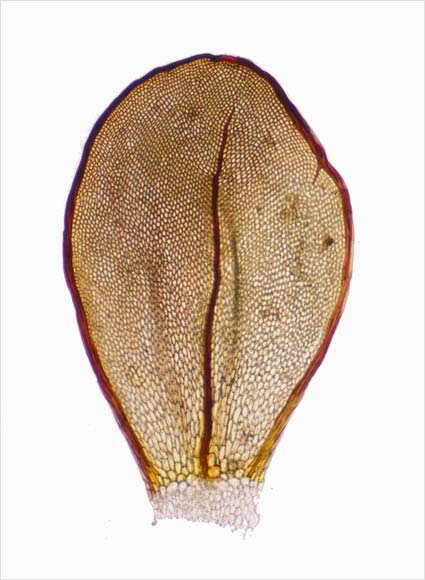 Structure of a moss leaf