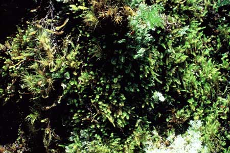 Liverworts and mosses