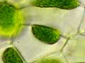 Hornwort cells