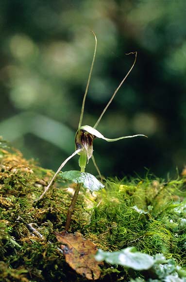 Spider orchid 