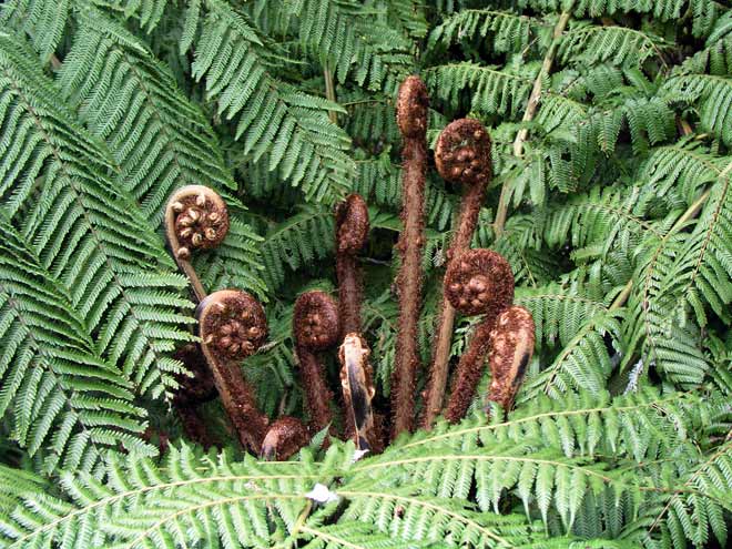 Silver fern koru