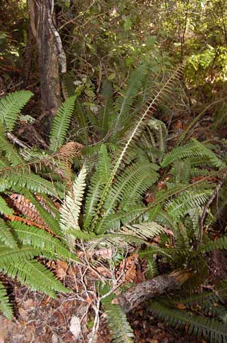 Fertile leaves of crown fern 