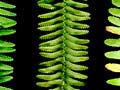 Tuber sword-fern