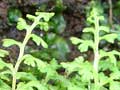 Jersey fern