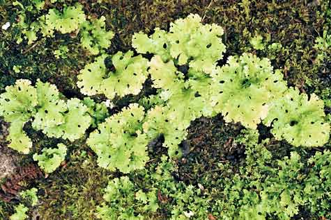 Foliose lichen 