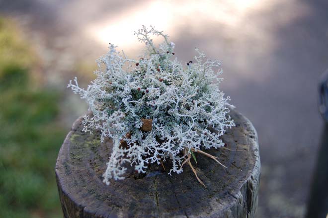 Fruticose lichen 