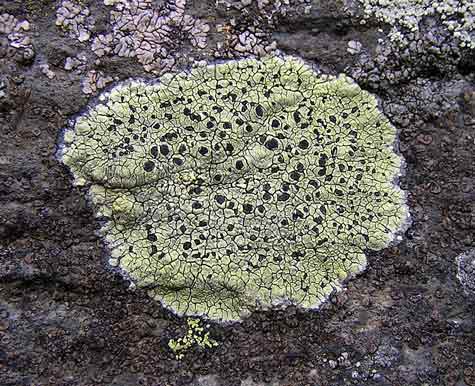 Alpine lichens (Ist of 2)