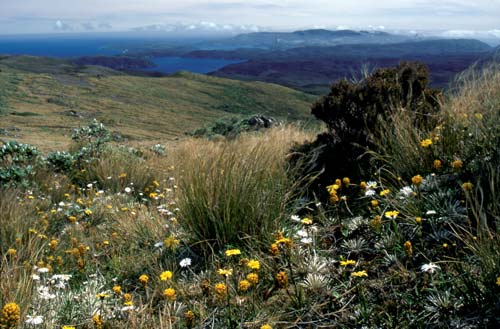 Alpine vegetation, Tin Range