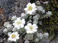 South Island edelweiss