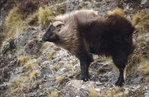 Bull tahr