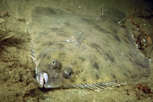Black flounder