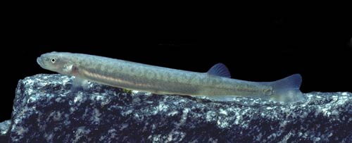 Longjaw galaxias