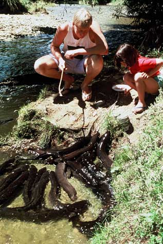 Tame eels, Lower Moutere