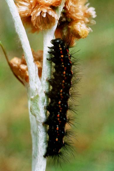 Magpie moth caterpillar