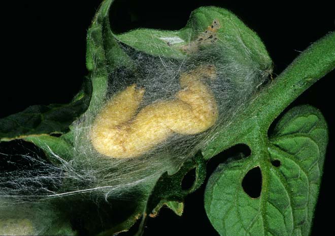 Caterpillar with wasp larvae 