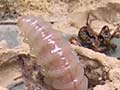 Mason wasp nest