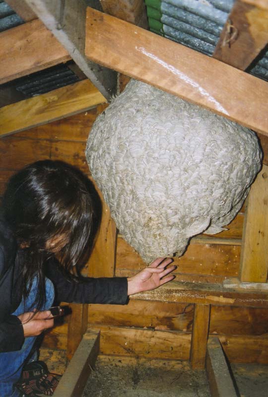 German wasp nest 