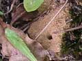 Bees’ nest holes