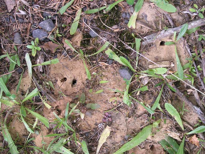 Bees’ nest holes