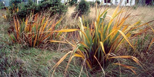 Yellow leaf disease