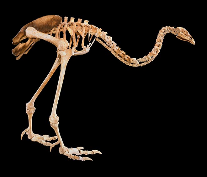 Upland moa in correct stance 