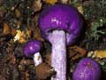 Pouch fungus 