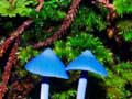 Blue mushroom 