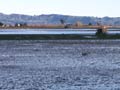 Maketū wetlands