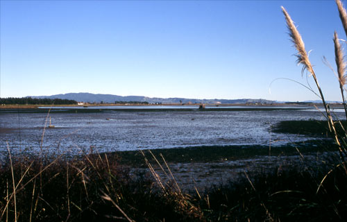 Maketū wetlands