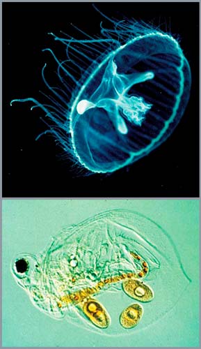 Freshwater jellyfish and prey