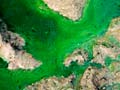 Scum-forming alga 