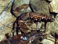 Freshwater crayfish