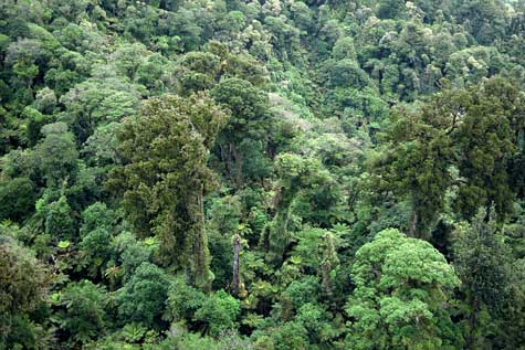 Forest canopy