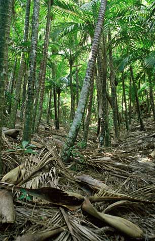 Nīkau grove