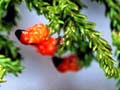 Kahikatea and rimu foliage 