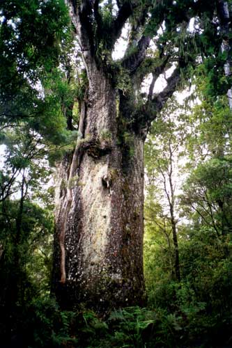 Tāne Mahuta