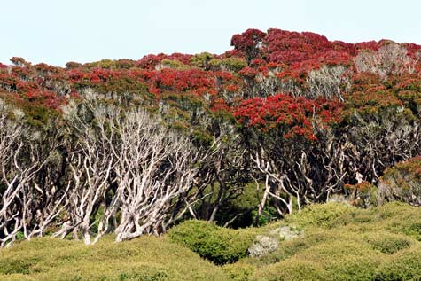 Auckland Islands forest