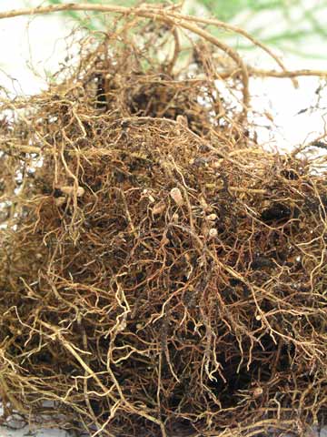 Root nodules on native broom