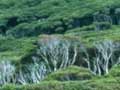 Kānuka forest