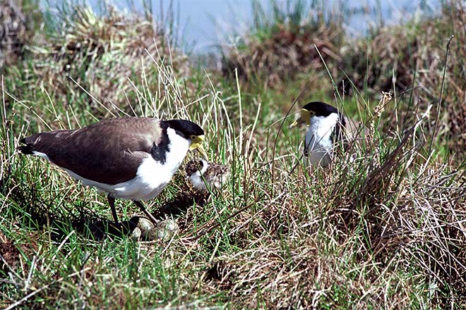 Spur-winged plovers