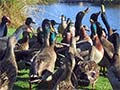 Feeding ducks, Ngā Manu reserve